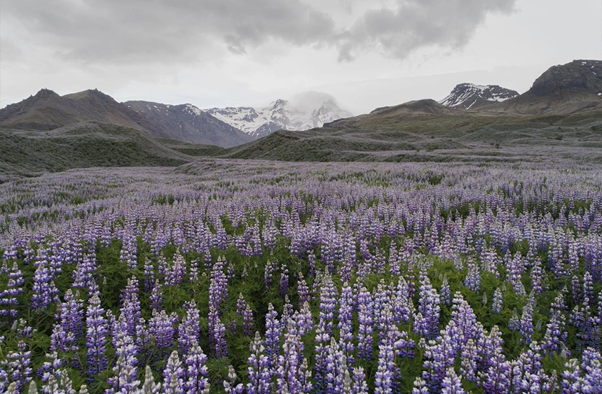 Valley of Flower Uttarakhand