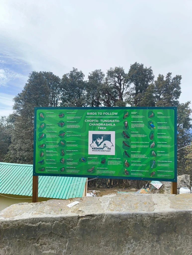 Bird Watching in Chopta