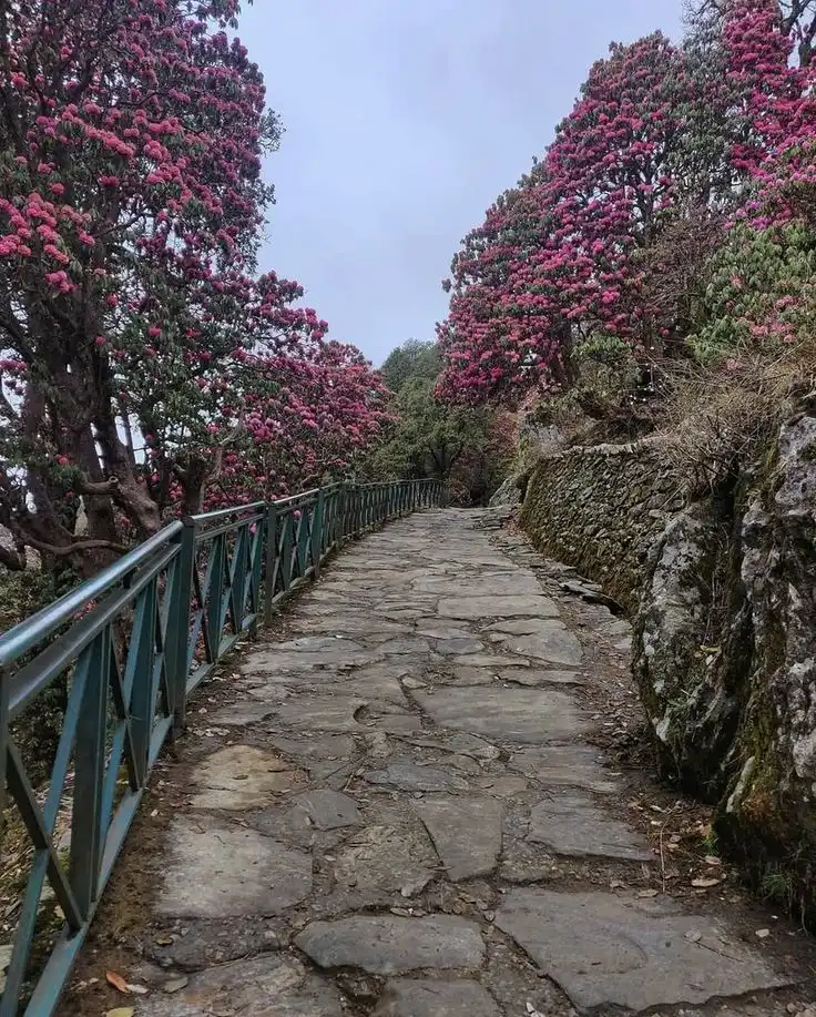 Chopta to Tungnath Trek Uttarakhand