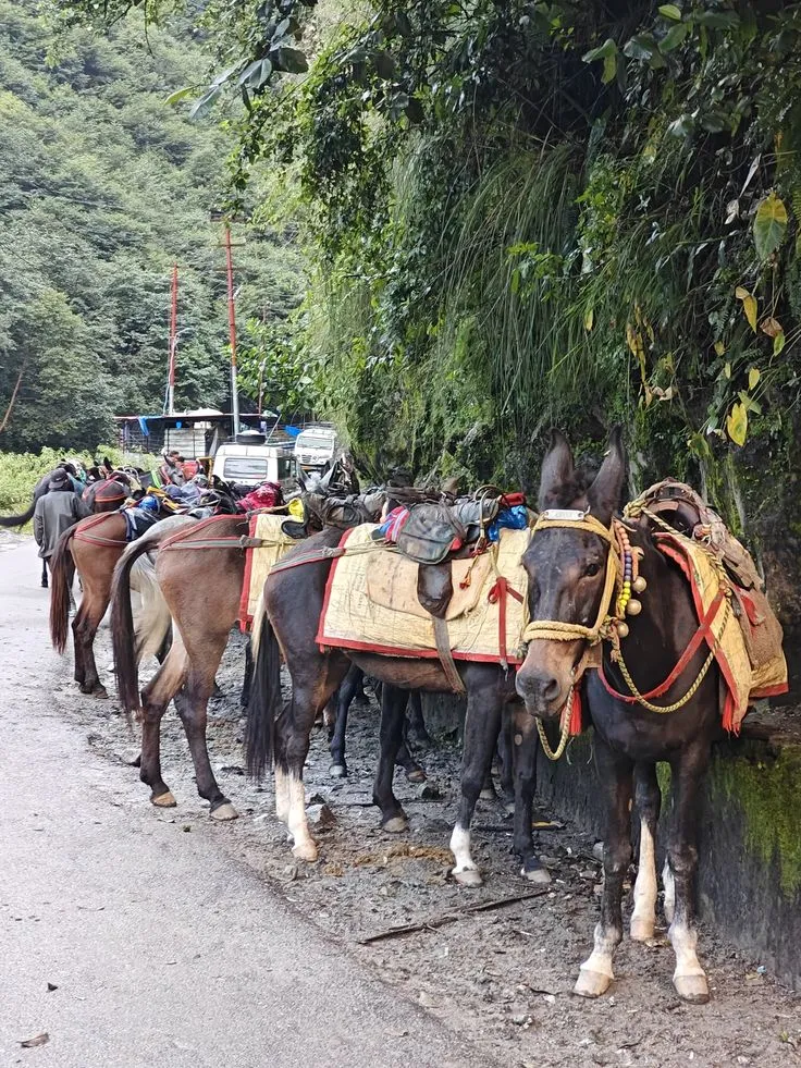 Pony and horse service for Kedarnath Trek Uttarakhand